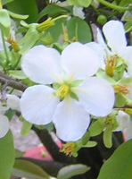 Nhành Mai Trắng
