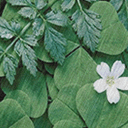 maihuong06